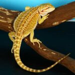 Genetic Stripe Bearded Dragon: Appearance, Care, and Breeding