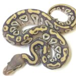 Discovering the Ghost Ball Python: A Beautifully Captivating Reptile