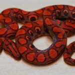Ghost Brazilian Rainbow Boa: The Enchanting Snake