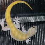 All About Golden Geckos: Care, Habitat, and Behavior