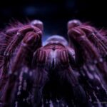 Goliath Birdeater Care Guide: Everything You Need to Know