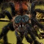 Goliath Pink Toe Tarantula: Everything You Need to Know
