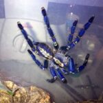 Gooty Sapphire Tarantula Care – Tips for Keeping and Selling