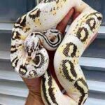 Gravel ball python – The Ultimate Guide and Care Tips