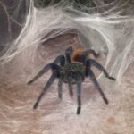 How to Create the Perfect Enclosure for a Green Bottle Blue Tarantula