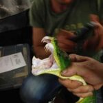 Green Tree Python Mouth: Anatomy, Function, and Characteristics