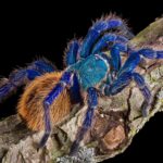 Greenbottle Blue: The Stunning Beauty of the Spider