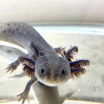 Grey axolotl – The Rare and Mysterious Mexican Salamander