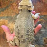 Tips for Maintaining a Healthy Bearded Dragon Belly