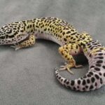 Tips for Maintaining a Healthy Leopard Gecko Tail