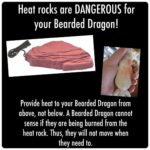 Heated Rock Bearded Dragon: Everything You Need to Know