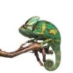 Helmeted Chameleon – The Fascinating Reptile from Rainforests