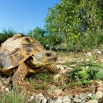 Hermann tortoise enclosure – everything you need to know about creating the perfect habitat