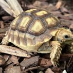 Hermann tortoise life expectancy: How long do Hermann tortoises live?