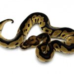 Het piebald ball python: Traits, care, and breeding