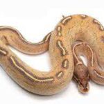 Explore the Fascinating Traits of the Highway Ball Python