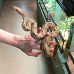 Hog Island Boa Male: Characteristics, Care, and Breeding