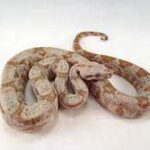 Hog Island Boa Size: The Growth And Development Of Hog Island Boas