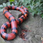 Honduran Milk Snake – A Unique and Colorful Snake Species