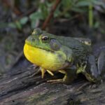 Methods of Frog Dissection: How Frogs are Ethically Euthanized