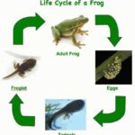 Differences between Tadpoles and Frogs