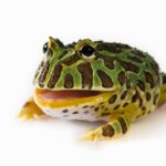 What is the average size of a pacman frog?