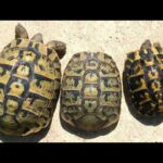 Hermann’s Tortoise Size | A Complete Guide