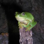 How Frogs Pee Explained: A Complete Guide