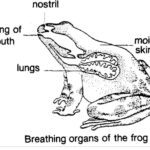 How Does a Frog Breathe