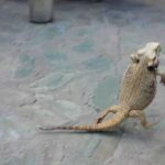 How quickly can a bearded dragon run