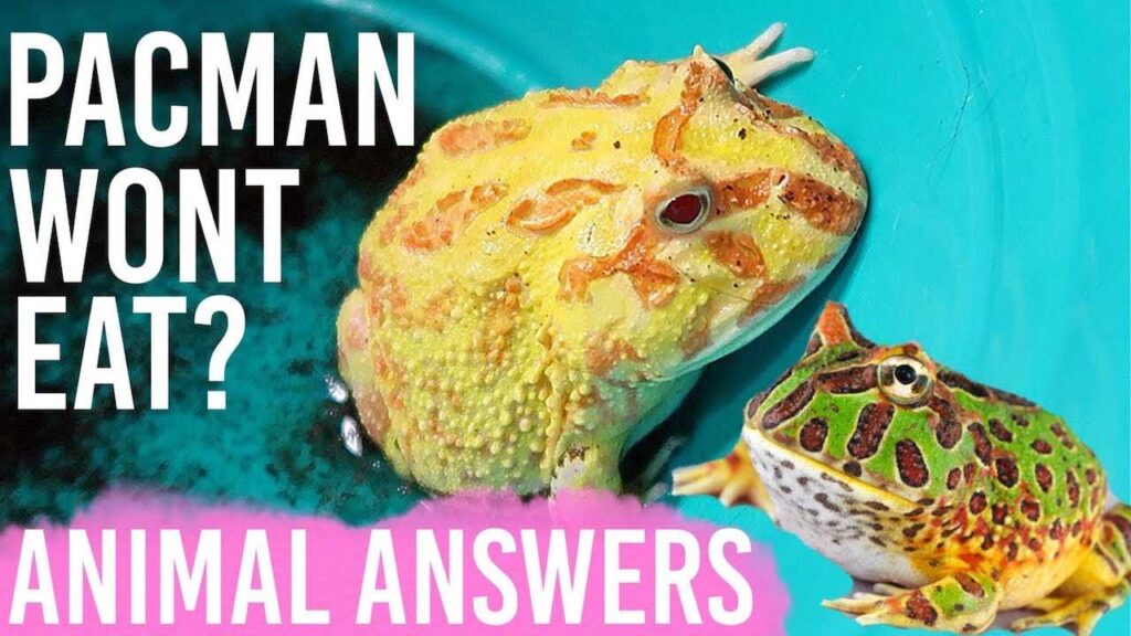 Beautiful How Long Can A Frog Go Without Food Picture Art Beautiful How Long Can A Frog Go Without Food Picture Art
