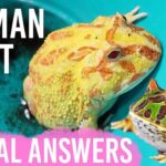 How Long Can a Pacman Frog Go Without Eating