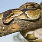 How Long Can a Snake Be Exposed to Cold Temperatures Before It Dies?