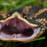 How Long Can a Snake Hold Its Breath?