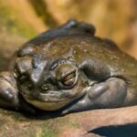 How Long Can Frogs Go Without Food