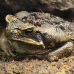 How Long Can Frogs Hold Their Breath?