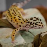 How Long Can Leopard Geckos Go Without Water?