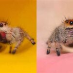 Jumping Spider Lifespan: How long do they live as pets?
