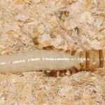 Superworm Lifespan: How Long Do Superworms Live?