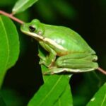 Life Expectancy of Tree Frogs