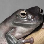 White Tree Frog Lifespan: How Long Do They Live as Pets