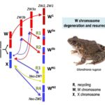 Number of chromosomes in frogs