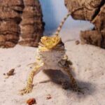 Optimal Number of Dubia Roaches for Bearded Dragon Feeding