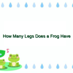 How Many Legs Does a Frog Have