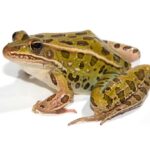 How Much Are Frogs at Petco – Pricing and Information