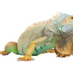 How Much Does an Iguana Cost: Pricing Guide and Factors to Consider