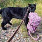 Cost of a Panther: Price Breakdown and Considerations