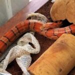 Frequency of Corn Snake Shedding: How Often Do they Shed?