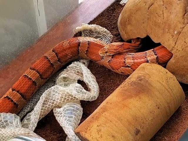 Snapshot of Frequency Of Corn Snake Shedding How Often Do They Shed Vital Frog