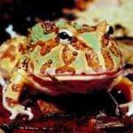 How Often Do Pacman Frogs Eat